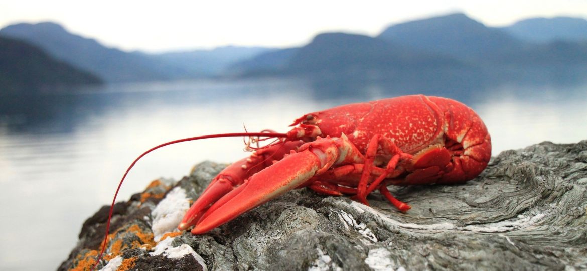 90a559594549179df4583d09553bdba9-1